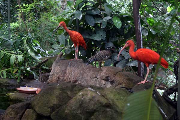 scarlett ibis